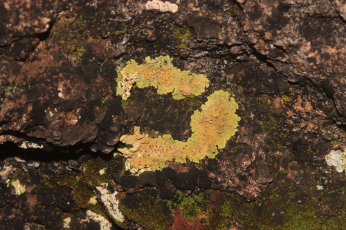 Gyalolechia fulgida