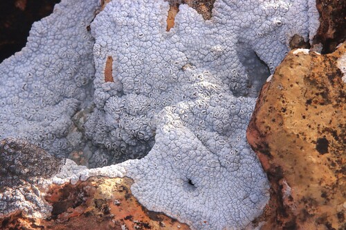 Xalocoa ocellata