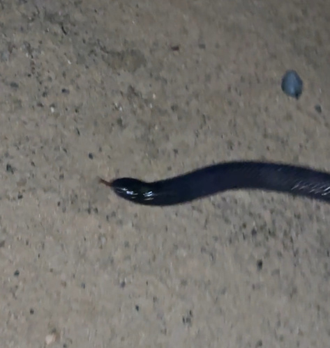 Common Purple-glossed Snake