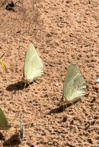 African Migrant
