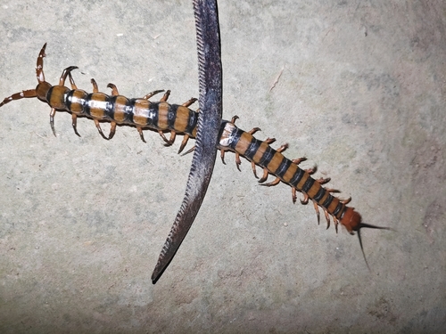 Red-headed Centipede