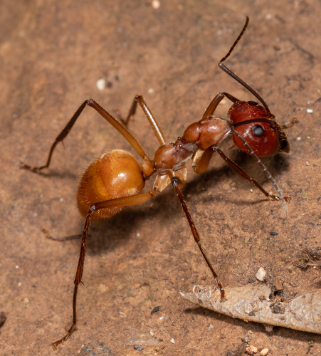 Notostigma foreli Emery, 1920