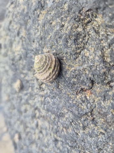 Austrocochlea porcata