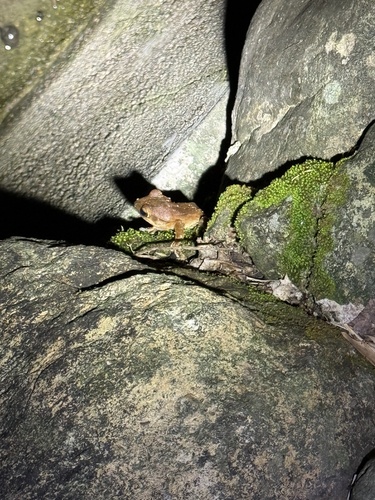 Spot-legged Tree Frog