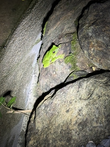 Chinese Flying Frog