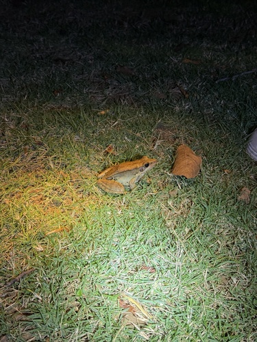 Guenther's Frog