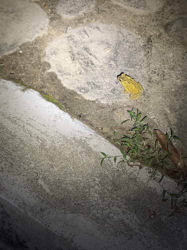Asian Common Toad