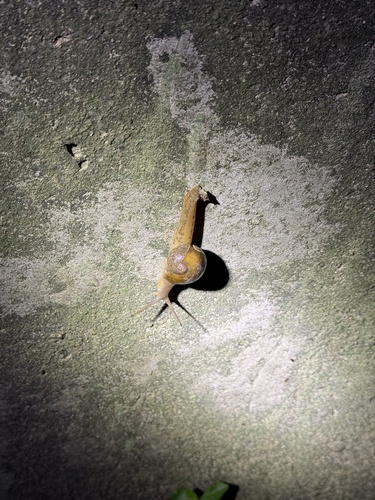 Arboreal Snail