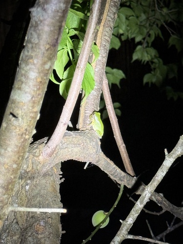Common Chinese Tree Frog