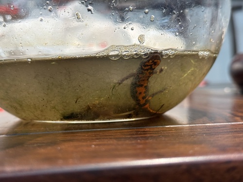 Oolong Fire-bellied Newt