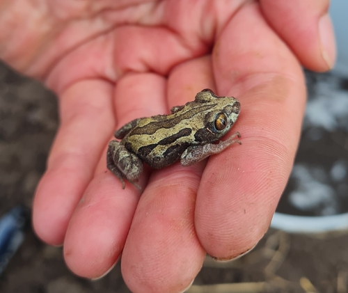 Senegal Running Frog