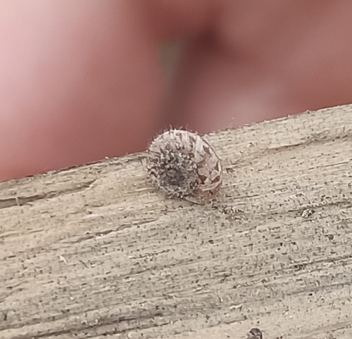 Xerotricha conspurcata