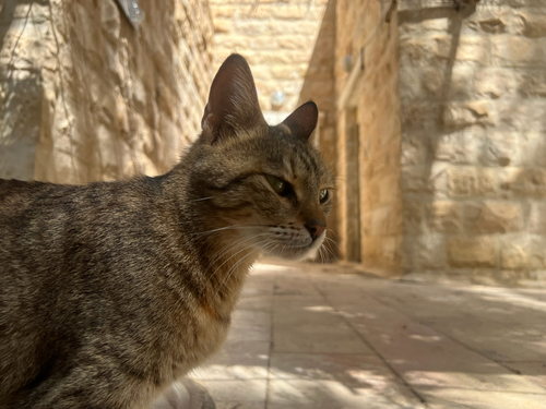 Domestic Cat