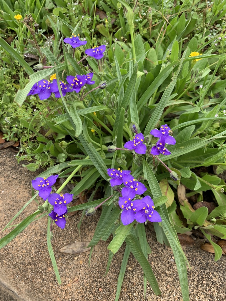 giant spiderwort (Tradescantia gigantea) · iNaturalist