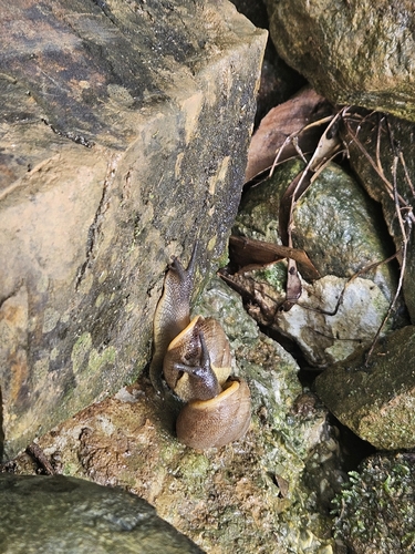 Granodomus lima