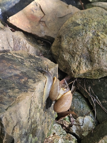 Granodomus lima