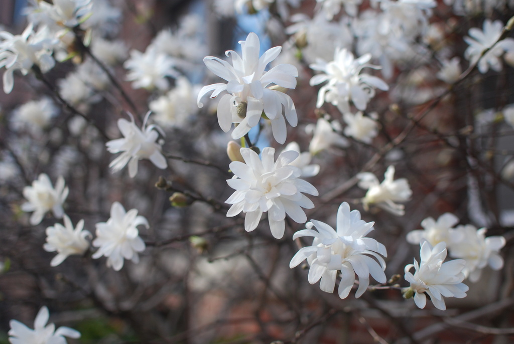 Magnolia Estrella (Magnolia stellata) · NaturaLista Mexico