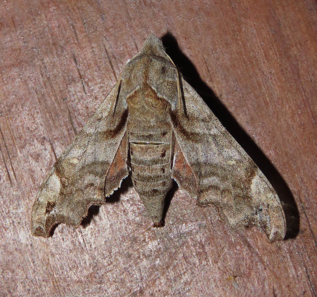 Lettered Sphinx from Fentress County, TN, USA on April 23, 2026 at 06: ...
