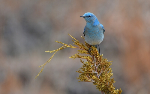 Mountain Bluebird
