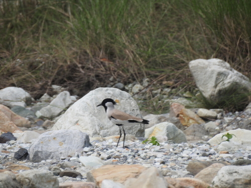 River Lapwing