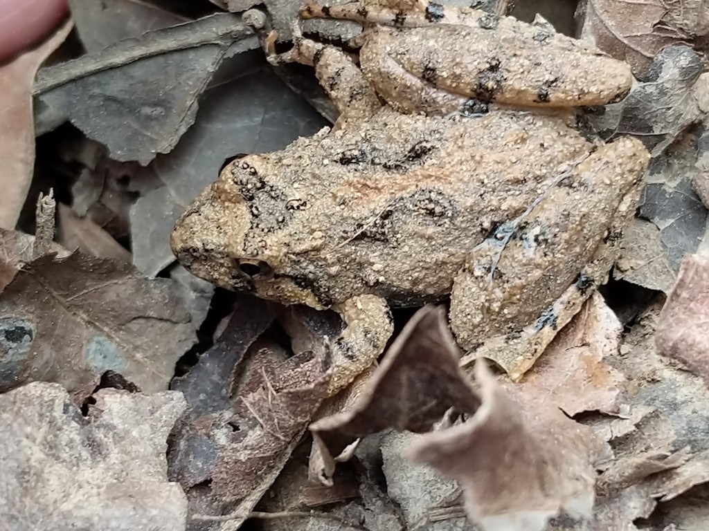 Northern Cricket Frog in March 2020 by Cynthia Darnell. White Pines ...