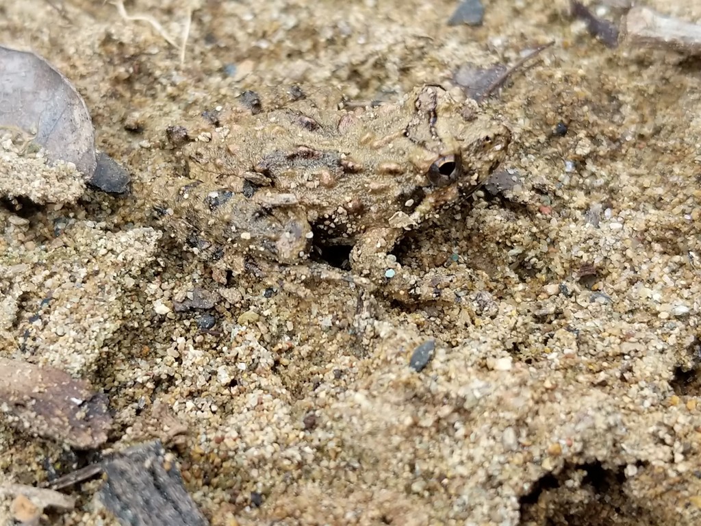 Northern Cricket Frog in March 2020 by Cynthia Darnell. White Pines ...