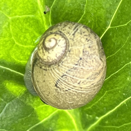 Cantareus apertus