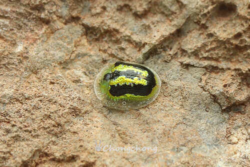 Green Tortoise Beetle