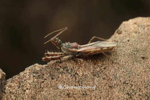Scipinia horrida