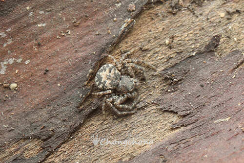 Bassaniana decorata