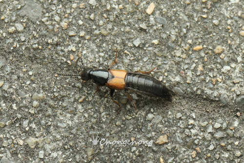 Philonthus spinipes