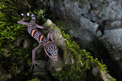 Chinese Leopard Gecko