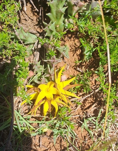 Yellow Carrion Flower