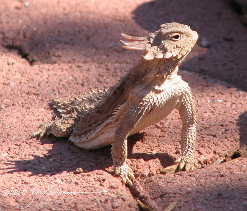 Regal Horned Lizard