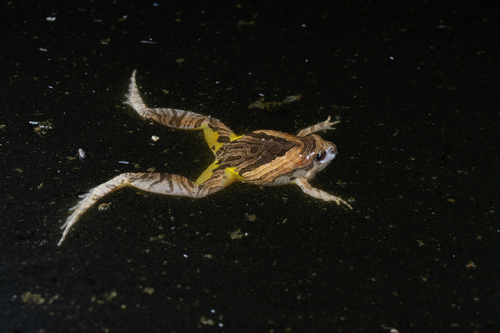 Beautiful Pygmy Frog