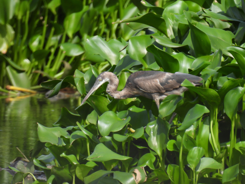 Western Reef Heron