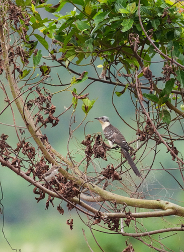 Great Spotted Cuckoo