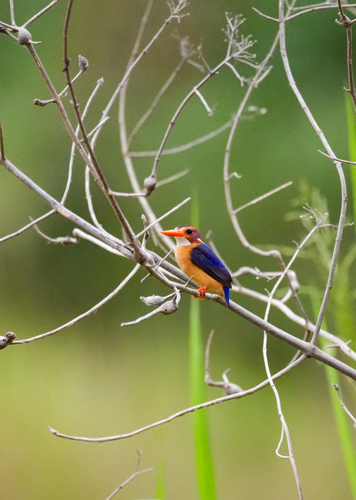 African Pygmy Kingfisher