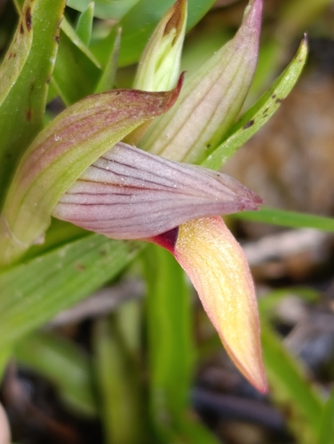 Tongue Orchid