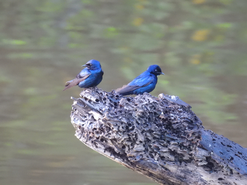 White-throated Blue Swallow