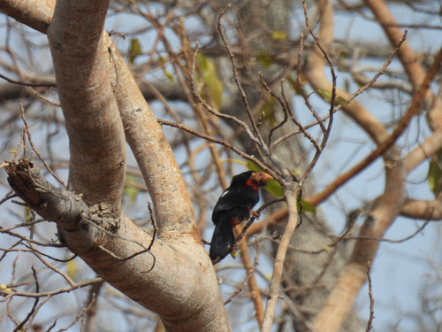 Bearded Barbet