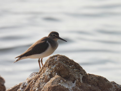 Common Sandpiper