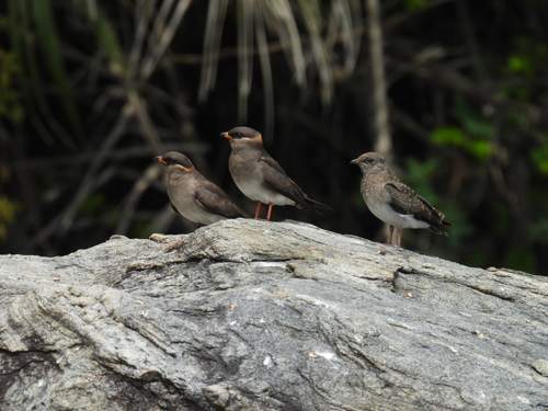 Rock Pratincole