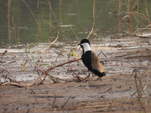 Spur-winged Lapwing