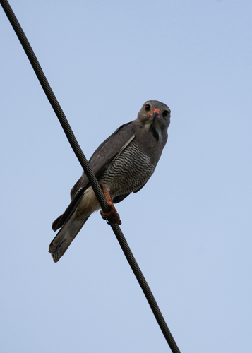 Lizard Buzzard