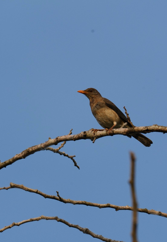 African Thrush