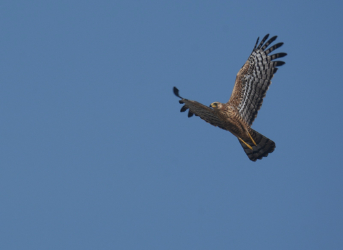 African Harrier-Hawk