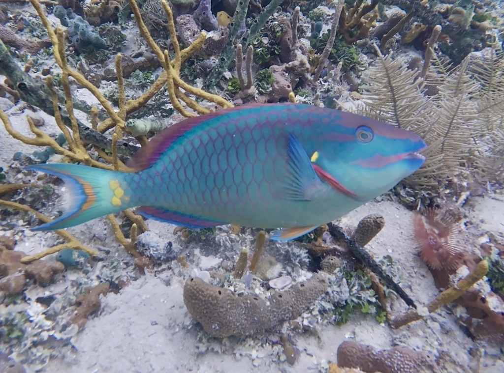 Stoplight Parrotfish