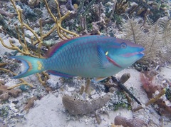 Stoplight Parrotfish