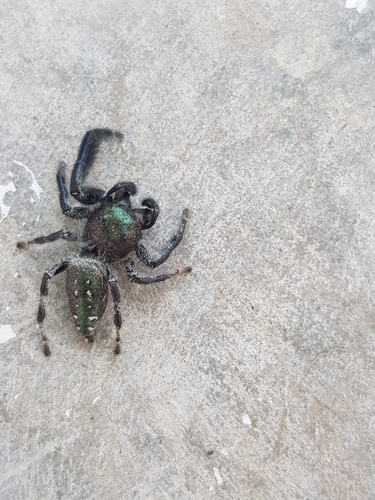 Paraphidippus fartilis